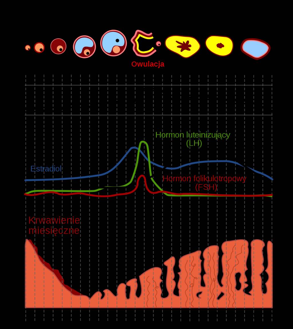 1200px-MenstrualCycle_pl.svg.jpeg