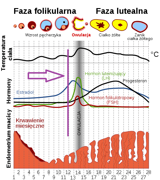 cykl-menstruacyjny-nieplodnirazem.png