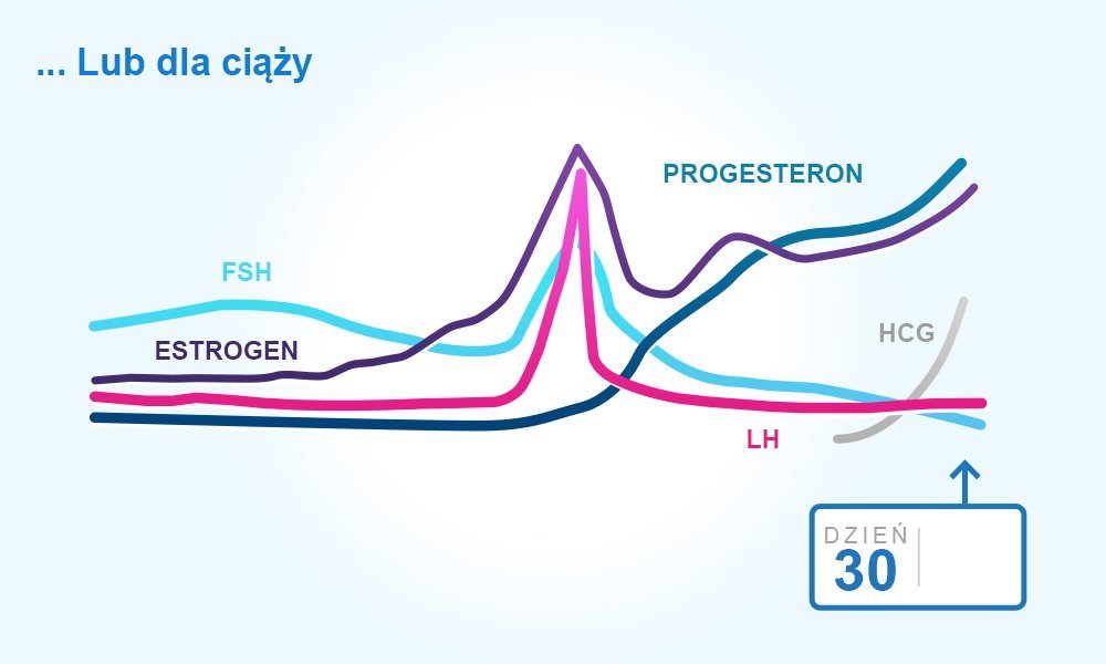 menstrual-cycle-pregnancy_pol.jpeg