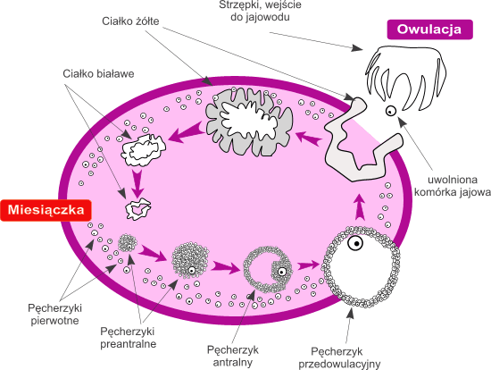 ovulation_facts_miths1.png